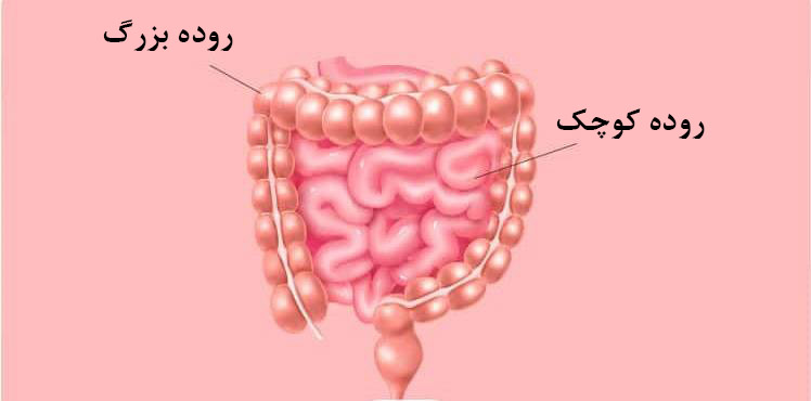 گوارش در روده کوچک